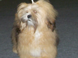 https://www.lhasaapso-ivepet.sk/preview/img_205.jpg