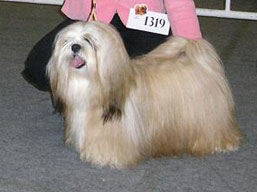 https://www.lhasaapso-ivepet.sk/preview/img_206.jpg