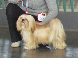 https://www.lhasaapso-ivepet.sk/preview/img_209.jpg