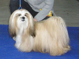 https://www.lhasaapso-ivepet.sk/preview/img_210.jpg