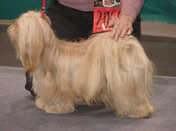 https://www.lhasaapso-ivepet.sk/preview/img_211.jpg