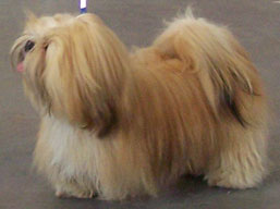 https://www.lhasaapso-ivepet.sk/preview/img_212.jpg