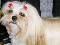 https://www.lhasaapso-ivepet.sk/preview/img_214.jpg