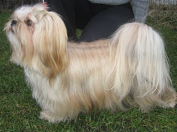 https://www.lhasaapso-ivepet.sk/preview/img_216.jpg