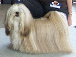 https://www.lhasaapso-ivepet.sk/preview/img_218.jpg