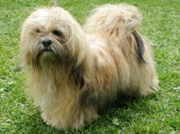 https://www.lhasaapso-ivepet.sk/preview/img_219.jpg