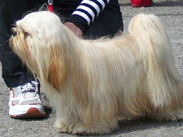 https://www.lhasaapso-ivepet.sk/preview/img_220.jpg