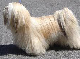 https://www.lhasaapso-ivepet.sk/preview/img_222.jpg