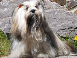 https://www.lhasaapso-ivepet.sk/preview/img_223.jpg