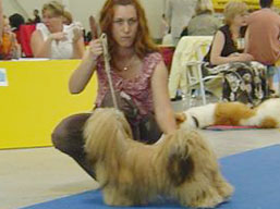 https://www.lhasaapso-ivepet.sk/preview/img_224.jpg