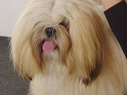 https://www.lhasaapso-ivepet.sk/preview/img_226.jpg