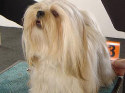 https://www.lhasaapso-ivepet.sk/preview/img_227.jpg