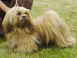 https://www.lhasaapso-ivepet.sk/preview/img_228.jpg