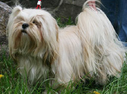 https://www.lhasaapso-ivepet.sk/preview/img_230.jpg