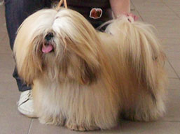 https://www.lhasaapso-ivepet.sk/preview/img_231.jpg