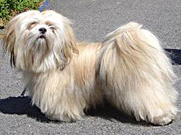 https://www.lhasaapso-ivepet.sk/preview/img_232.jpg