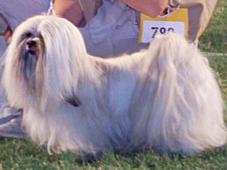 https://www.lhasaapso-ivepet.sk/preview/img_235.jpg