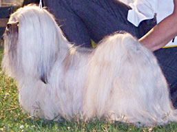 https://www.lhasaapso-ivepet.sk/preview/img_236.jpg