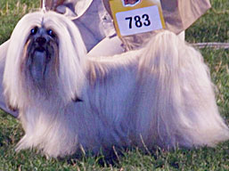 https://www.lhasaapso-ivepet.sk/preview/img_237.jpg