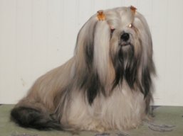 https://www.lhasaapso-ivepet.sk/preview/img_240.jpg
