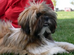 https://www.lhasaapso-ivepet.sk/preview/img_243.jpg