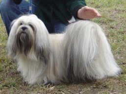 https://www.lhasaapso-ivepet.sk/preview/img_245.jpg