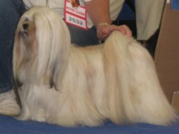 ICH. Ti La Shu O'Ivepet, Lhasa Apso