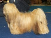 https://www.lhasaapso-ivepet.sk/preview/vyst_249.jpg