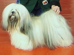 https://www.lhasaapso-ivepet.sk/preview/vyst_253.jpg