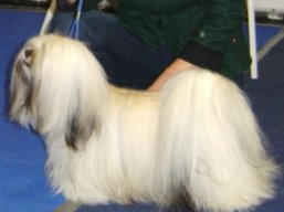 https://www.lhasaapso-ivepet.sk/preview/vyst_254.jpg