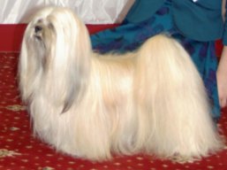 https://www.lhasaapso-ivepet.sk/preview/vyst_255.jpg