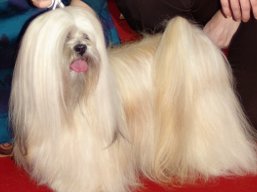 https://www.lhasaapso-ivepet.sk/preview/vyst_256.jpg