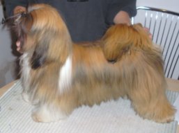 https://www.lhasaapso-ivepet.sk/preview/vyst_257.jpg