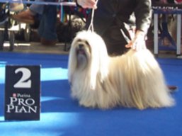 https://www.lhasaapso-ivepet.sk/preview/vyst_262.jpg