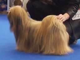 https://www.lhasaapso-ivepet.sk/preview/vyst_263.jpg