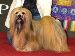 https://www.lhasaapso-ivepet.sk/preview/vyst_264.jpg
