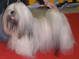 https://www.lhasaapso-ivepet.sk/preview/vyst_266.jpg