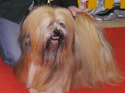 https://www.lhasaapso-ivepet.sk/preview/vyst_267.jpg