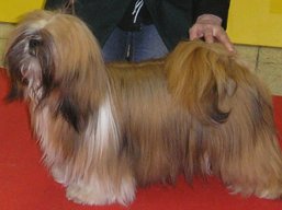 https://www.lhasaapso-ivepet.sk/preview/vyst_268.jpg