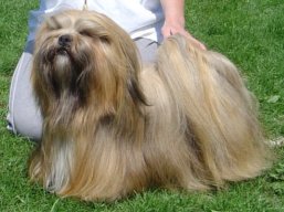 https://www.lhasaapso-ivepet.sk/preview/vyst_272.jpg