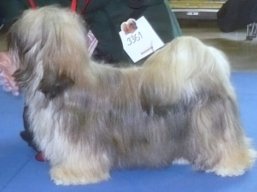 https://www.lhasaapso-ivepet.sk/preview/vyst_273.jpg