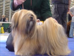 https://www.lhasaapso-ivepet.sk/preview/vyst_274.jpg