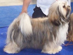 https://www.lhasaapso-ivepet.sk/preview/vyst_275.jpg