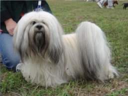 https://www.lhasaapso-ivepet.sk/preview/vyst_276.jpg
