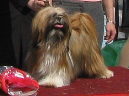 https://www.lhasaapso-ivepet.sk/preview/vyst_277.jpg