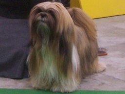 https://www.lhasaapso-ivepet.sk/preview/vyst_279.jpg