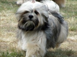 https://www.lhasaapso-ivepet.sk/preview/vyst_281.jpg
