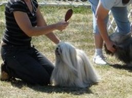 https://www.lhasaapso-ivepet.sk/preview/vyst_282.jpg