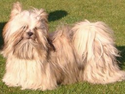 CH. JCH. CHAYENNE Ivepet, Lhasa Apso