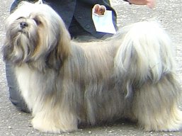 https://www.lhasaapso-ivepet.sk/preview/vyst_284.jpg